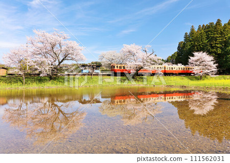 Chiba Prefecture Spring Cherry Blossoms and Kominato Railway Chiba Prefecture Spring Cherry Blossoms and Kominato Railway 111562031
