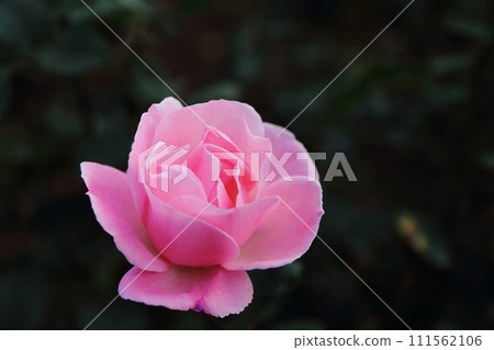 Arao City Ominous Citizen Flower Bed Rose Flower, 111562106