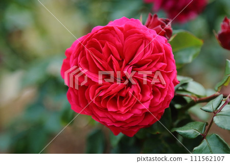 Arao City Ominous Citizen Flower Bed Rose Flower, 111562107