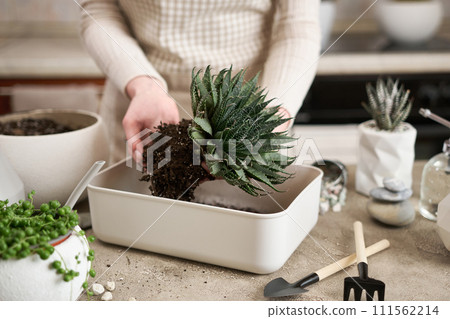 Woman holding Aloe Aristata house plant with roots for replanting 111562214