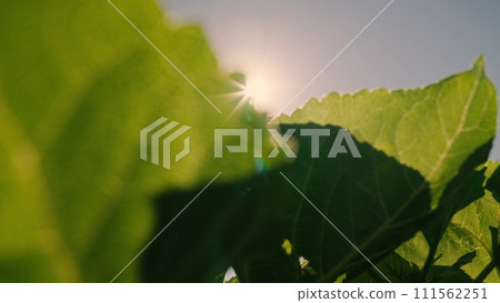 sunflower leaf close-up, rays sunlight from sunflower leaves, agriculture, agriculture business, agriculture business lifestyle concept, europe, green sunflowers field summer day, lifestyle 111562251