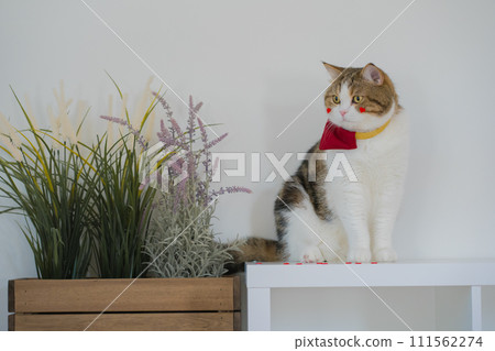 pet care concept with scottish cat play and fun in cat house 111562274