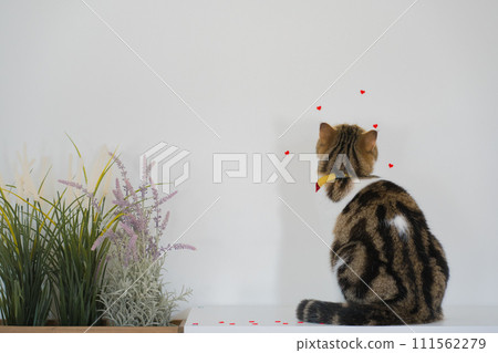 pet care concept with scottish cat play and fun in cat house pet care concept with scottish cat play and fun in cat house 111562279