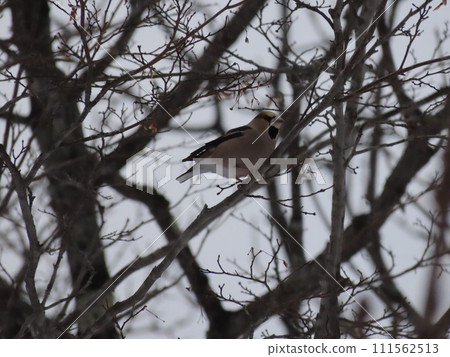 A shime perched on a tree branch 111562513