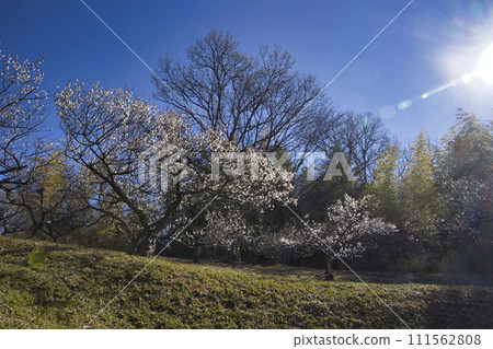 Plum blossoms of Katsuta Bairin, Arashiyama Town, Saitama Prefecture Plum blossoms of Katsuta Bairin, Arashiyama Town, Saitama Prefecture 111562808