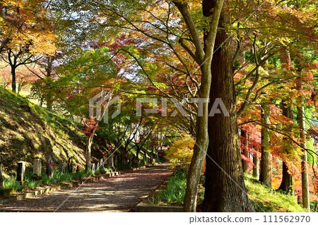 佐野市船場町正法寺金藏院紅葉參道上的三門 佐野市船場町正法寺金藏院紅葉參道上的三門 111562970
