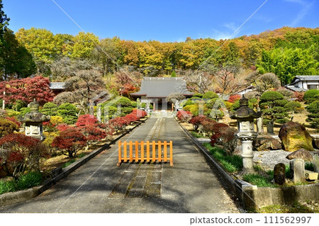 秋天的佐野市船場町正法寺金藏院正殿的參道 秋天的佐野市船場町正法寺金藏院正殿的參道 111562997