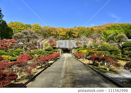 秋天的佐野市船場町正法寺金藏院正殿的參道 秋天的佐野市船場町正法寺金藏院正殿的參道 111562998