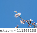 櫻桃樹 111563138