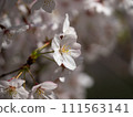 櫻花 111563141