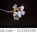 櫻花 111563145