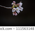 櫻花 111563148