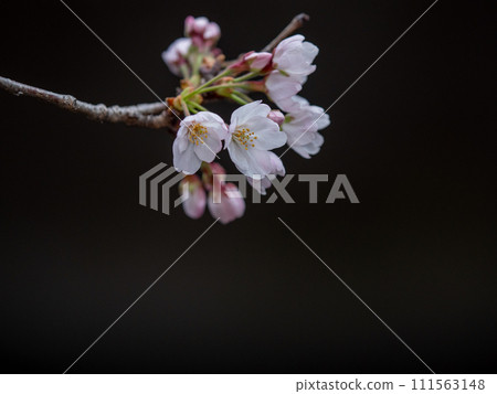 櫻花 111563148