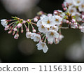櫻花 111563150