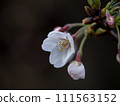 櫻花 111563152