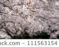 櫻花 111563154