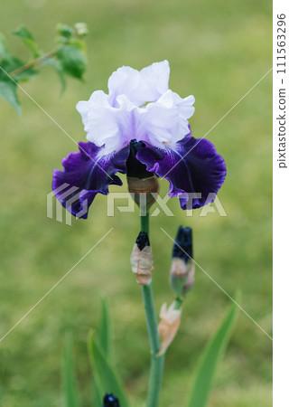 A beautiful flower of a bearded iris lilac purple in summer in the garden A beautiful flower of a bearded iris lilac purple in summer in the garden 111563296
