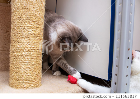 Gray cat sitting at cat toys closeup 111563817