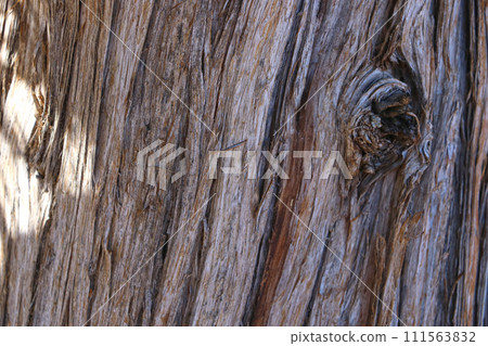 Close-up of sequoia trunk, wood background, texture. Close-up of sequoia trunk, wood background, texture. 111563832