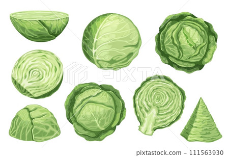 Cartoon white cabbage. Organic vegan food with stalk, leaves and roots, healthy farm vegetable for salad and light meal. Vector isolated set Cartoon white cabbage. Organic vegan food with stalk, leaves and roots, healthy farm vegetable for salad and light meal. Vector isolated set 111563930