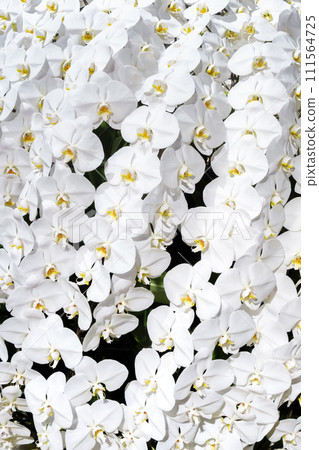 Pure white butterfly orchid 111564725