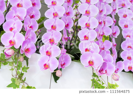pink and purple phalaenopsis pink and purple phalaenopsis 111564875