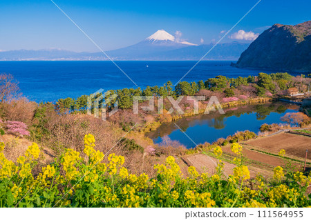 (Shizuoka Prefecture) Mt. Fuji across the sea from Nishiizu Ida where rape blossoms bloom 111564955