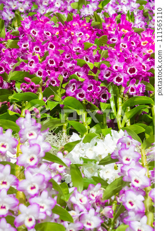 Dendrobium flower Western orchid Dendrobium flower Western orchid 111565110