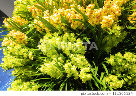 蕙蘭花西蘭花 111565124