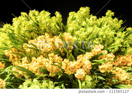 Cymbidium flower Western orchid Cymbidium flower Western orchid 111565127