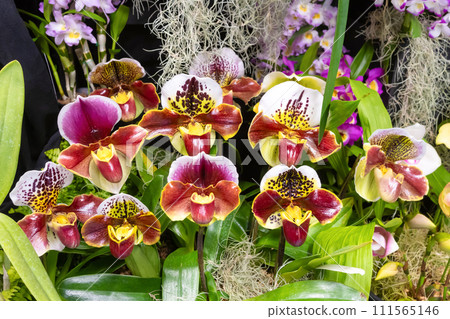 Paphiopedilum flower Western orchid 111565146