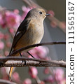 Flower of plum and plum 111565167