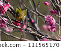 Plum and mezzo 111565170