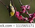 Plum and mezzo 111565171