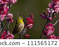 Plum and mezzo 111565172