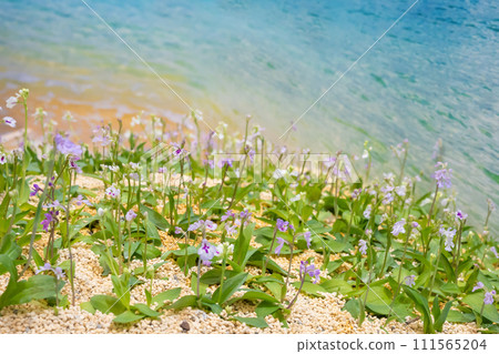 Okinawa plover flower, Okinawa plover, orchid flower 111565204