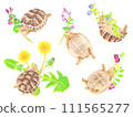 Hand-drawn illustration set of baby Greek tortoises playing with wildflowers Hand-drawn illustration set of baby Greek tortoises playing with wildflowers 111565277