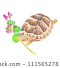 Hand-drawn illustration of a baby Greek tortoise playing with a tortoise. Hand-drawn illustration of a baby Greek tortoise playing with a tortoise. 111565278