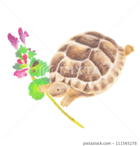 一隻小希臘龜和烏龜玩耍的手繪插圖。 一隻小希臘龜和烏龜玩耍的手繪插圖。 111565278