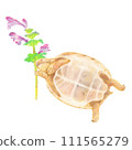 Hand-drawn illustration of a baby Greek tortoise playing with a tortoise. Hand-drawn illustration of a baby Greek tortoise playing with a tortoise. 111565279