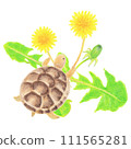 Hand-drawn illustration of a baby Greek tortoise playing with a dandelion Hand-drawn illustration of a baby Greek tortoise playing with a dandelion 111565281