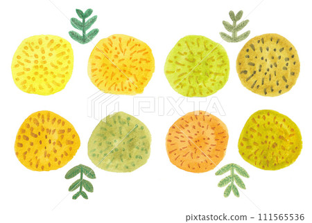 Modern illustration of acacia mimosa and small leaves painted with transparent watercolors L Modern illustration of acacia mimosa and small leaves painted with transparent watercolors L 111565536
