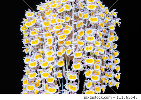 Dendrobium Polyanthum Orchid 111565543