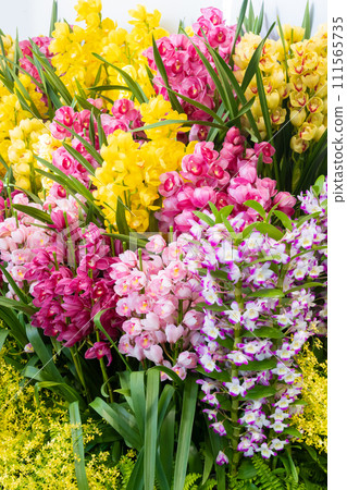 許多蘭花花插花 111565735