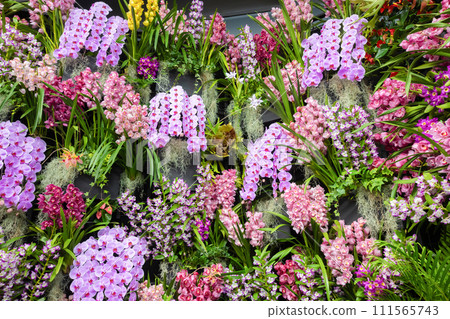 Many orchid flowers flower arrangement 111565743