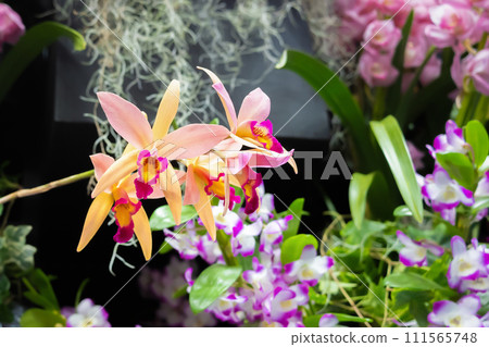 Many orchid flowers flower arrangement 111565748