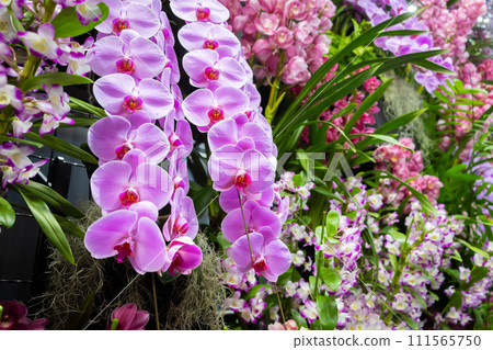 許多蘭花花插花 許多蘭花花插花 111565750