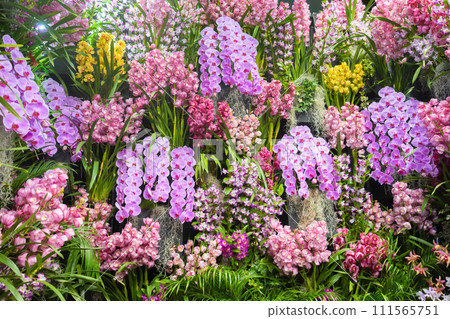 許多蘭花花插花 111565751