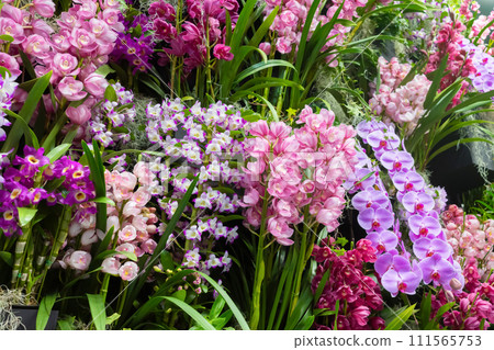 許多蘭花花插花 111565753