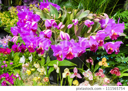 許多蘭花花插花 111565754